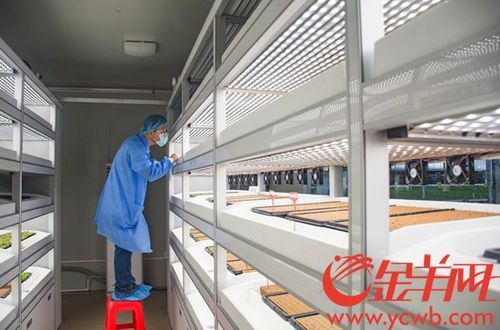 海丰县蔬菜产业园 以加工物流与高端市场建设为抓手，内外兼修推动三产融合